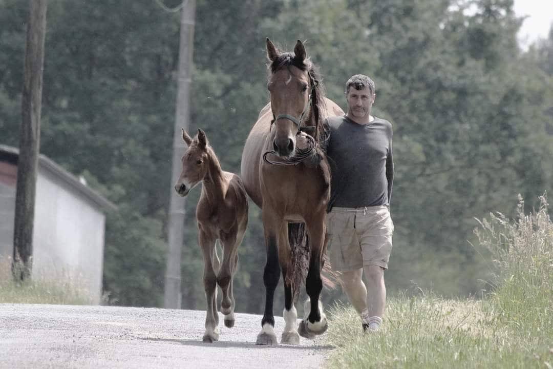 Cyril Forestier, l’amour du Selle Français Originel