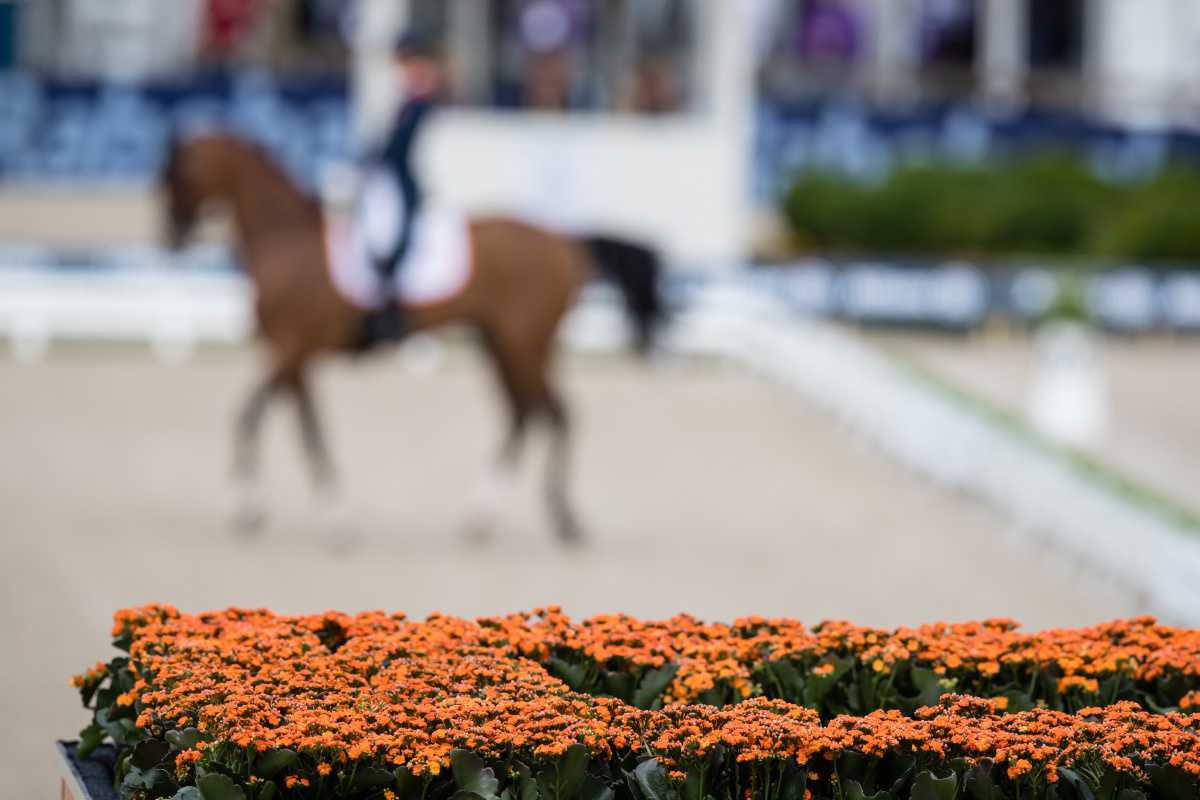 Le stud-book Bwp instaure un nouveau label pour les étalons de dressage 