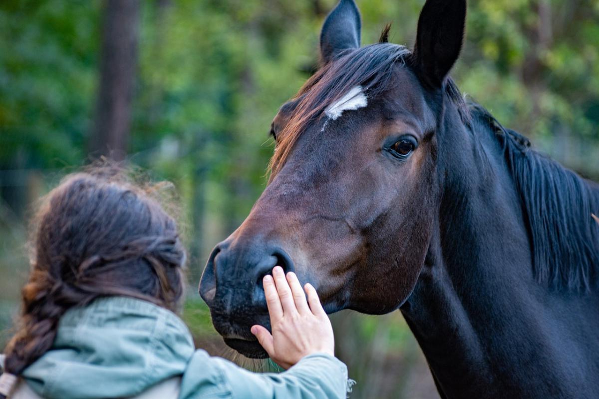 Participez à une enquête pour mieux comprendre la relation humain-cheval