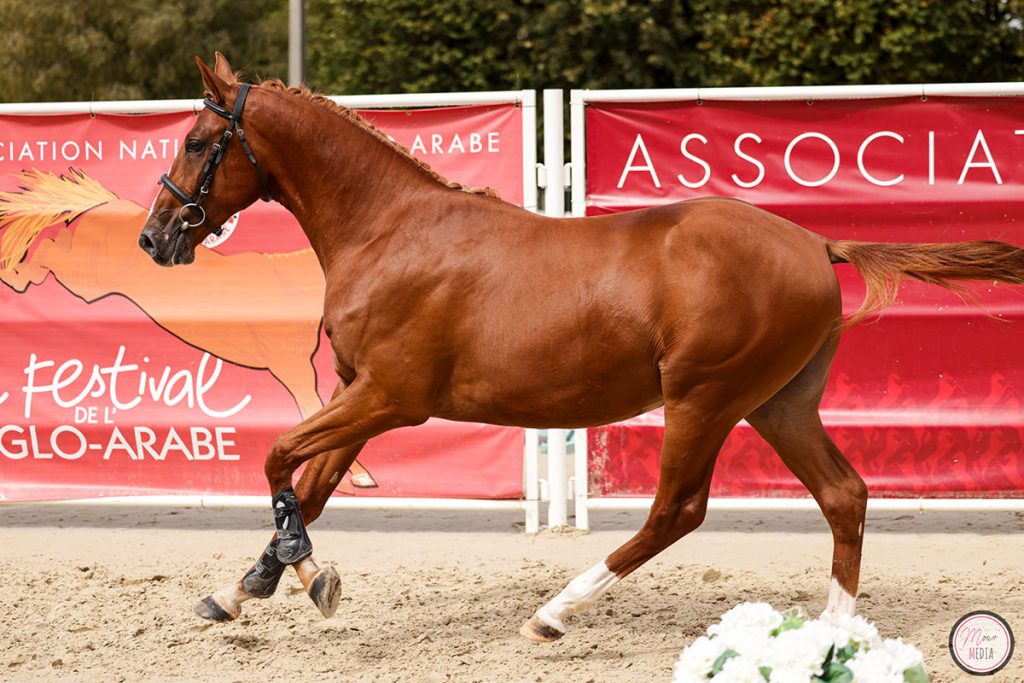 Nemty du Lys (photo : Mouvmédia)